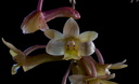 Dendrobium epidendropsis