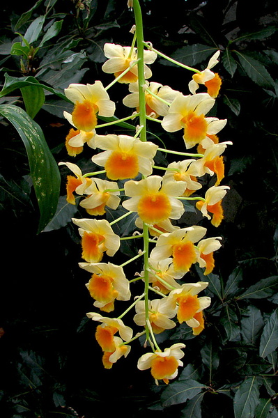 Dendrobium_farmeri1.jpg