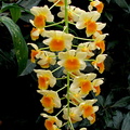 Dendrobium farmeri