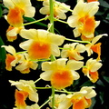 Dendrobium farmeri