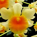 Dendrobium farmeri