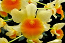 Dendrobium farmeri