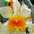 Dendrobium farmeri