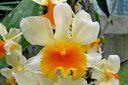 Dendrobium farmeri