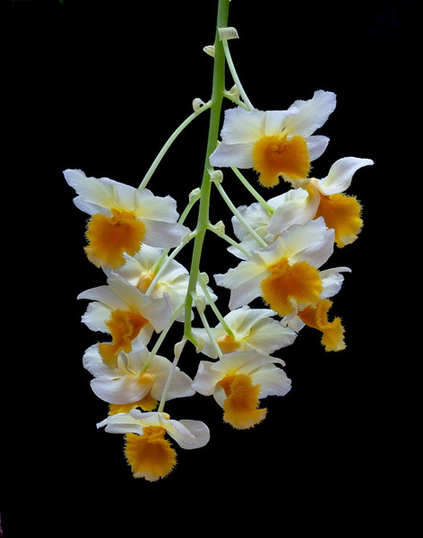 Dendrobium_farmeri5.jpg