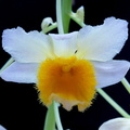 Dendrobium farmeri