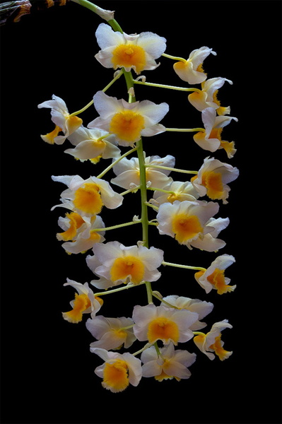 Dendrobium_farmeri7.jpg