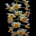 Dendrobium farmeri