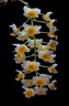 Dendrobium farmeri