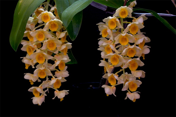 Dendrobium farmeri