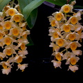 Dendrobium_farmeri8.jpg