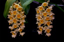 Dendrobium farmeri