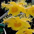 Dendrobium fimbriatum