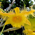 Dendrobium fimbriatum