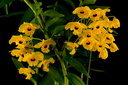 Dendrobium fimbriatum var. oculatum