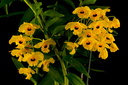 Dendrobium fimbriatum var. oculatum