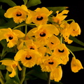 Dendrobium fimbriatum var. oculatum