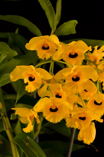 Dendrobium fimbriatum var. oculatum