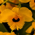 Dendrobium_fimbriatum_oculatum4.jpg