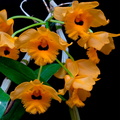 Dendrobium fimbriatum var. oculatum