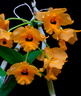 Dendrobium fimbriatum var. oculatum