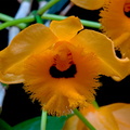 Dendrobium fimbriatum var. oculatum