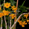 Dendrobium fimbriatum var. oculatum