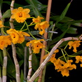 Dendrobium_fimbriatum_oculatum7.jpg