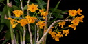 Dendrobium fimbriatum var. oculatum
