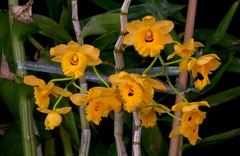 Dendrobium fimbriatum var. oculatum