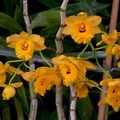 Dendrobium fimbriatum var. oculatum