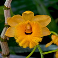 Dendrobium fimbriatum var. oculatum