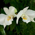Dendrobium formosum