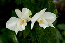 Dendrobium formosum