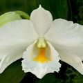 Dendrobium_formosum2.jpg