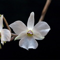 Dendrobium fytchianum