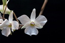 Dendrobium fytchianum