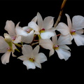 Dendrobium fytchianum