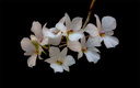 Dendrobium fytchianum