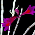 Dendrobium glomeratum x obtusisepalum