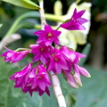 Dendrobium goldschmidtianum