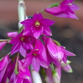 Dendrobium goldschmidtianum