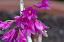 Dendrobium goldschmidtianum