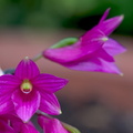 Dendrobium_goldschmidtianum3.jpg