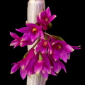 Dendrobium goldschmidtianum