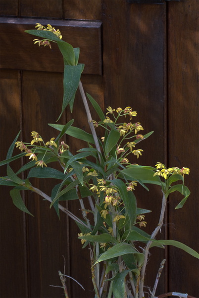 Dendrobium_gracilicaule2.jpg