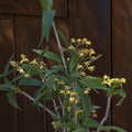 Dendrobium gracilicaule