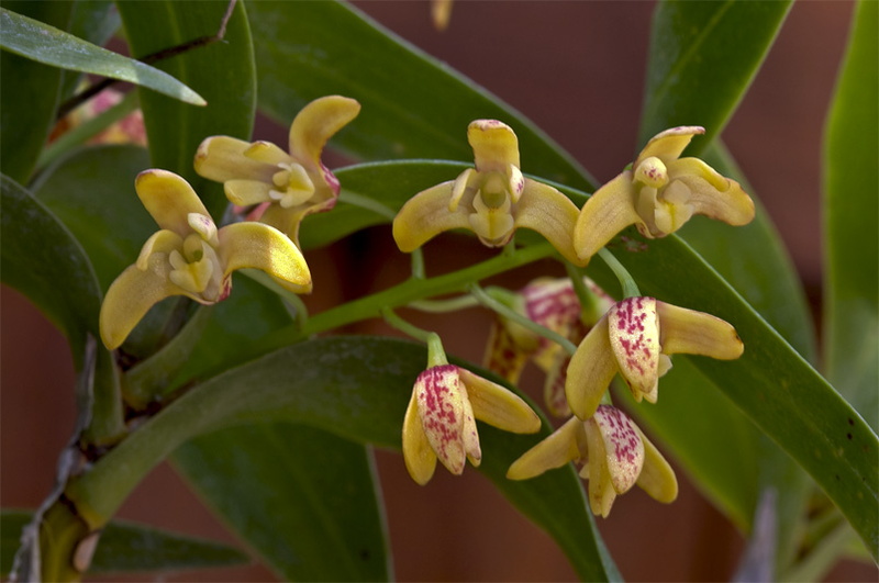 Dendrobium gracilicaule