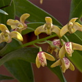 Dendrobium gracilicaule