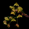 Dendrobium_gracilicaule5.jpg